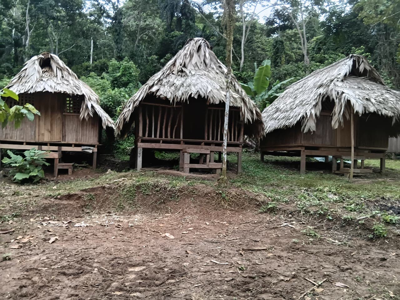 Tres cabañas de madera con techo de hoja para hospedarse en Dururpe